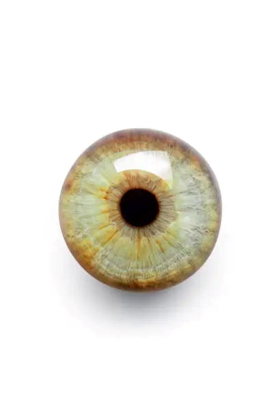 人間の目：虹彩と生徒のサイズのバリエーションを理解する – Iris Blink®