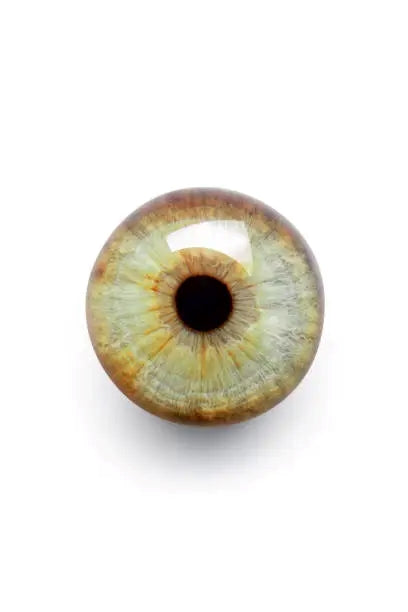 Iris and Pupil Size