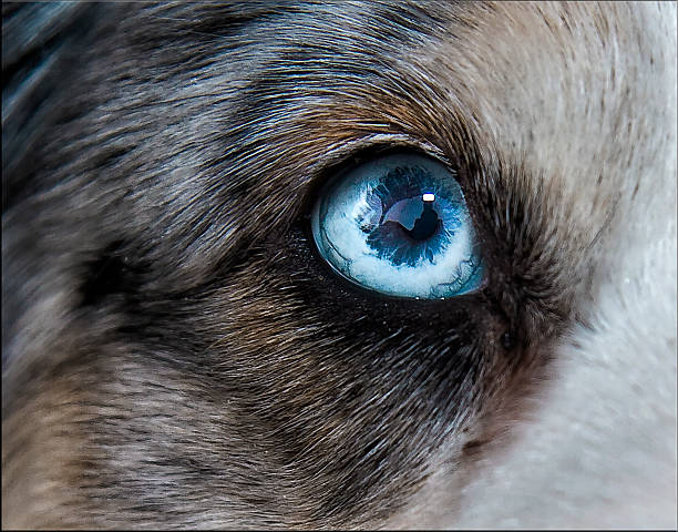 dog eye