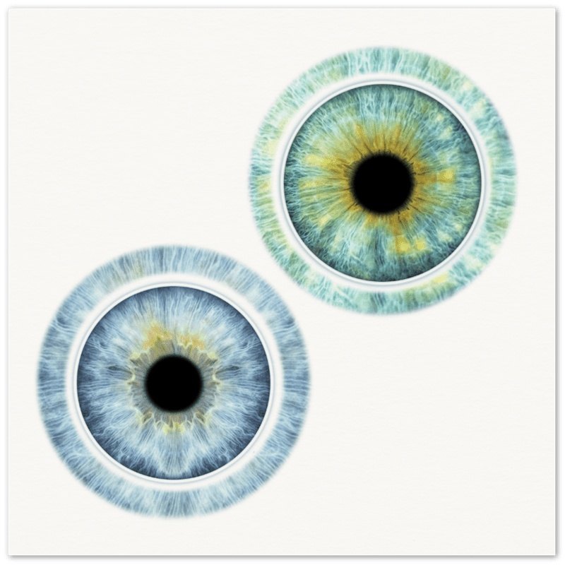Colorful duo iris poster on white background