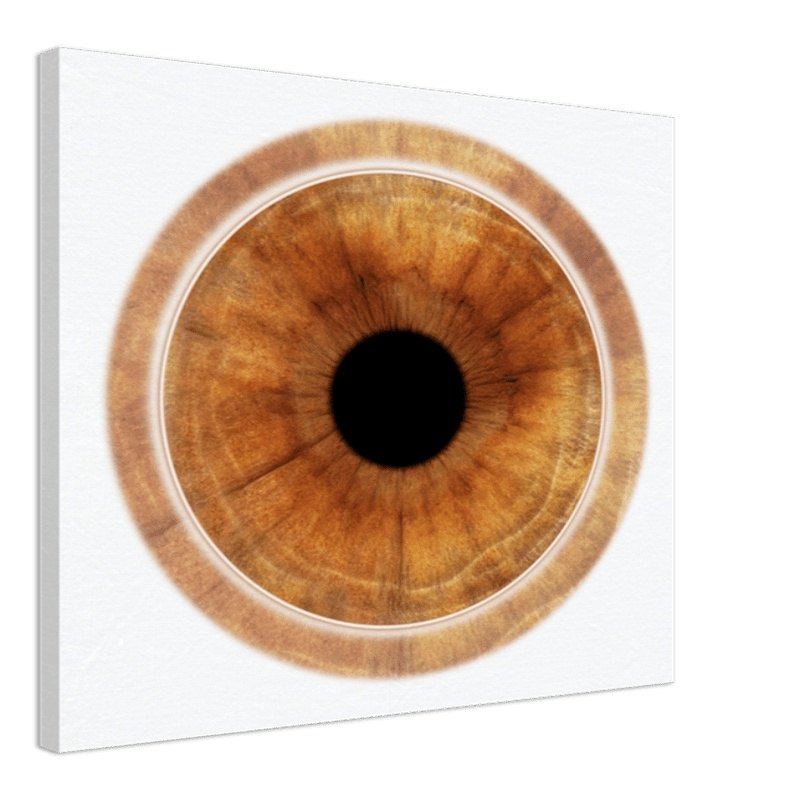 Custom iris canvas with light background