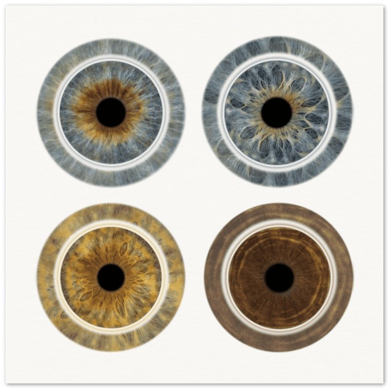 Custom quartet iris poster with vibrant colors on white background.