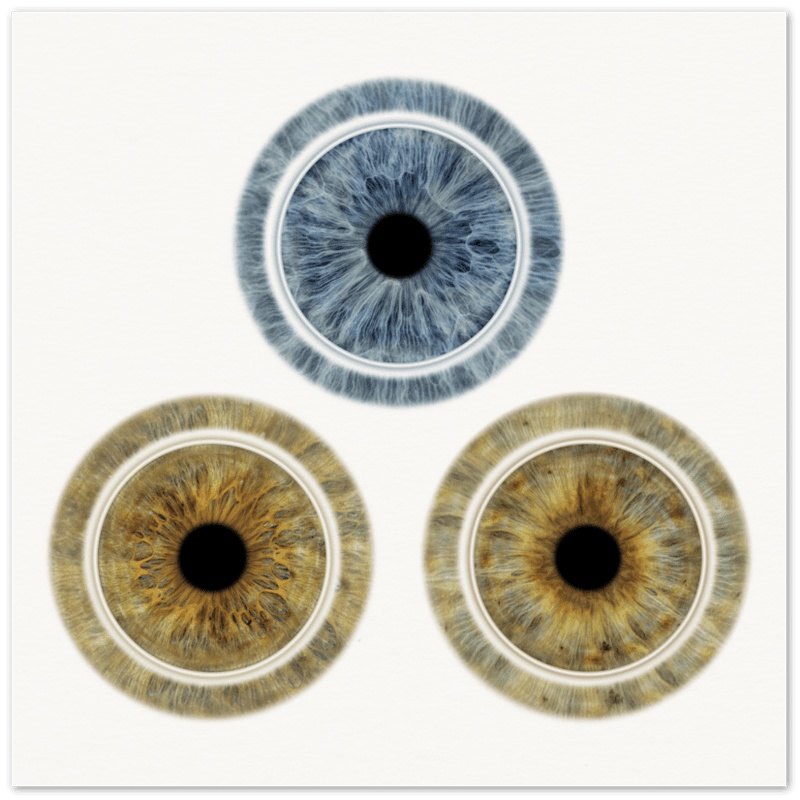 Custom Trio Iris Poster with light background