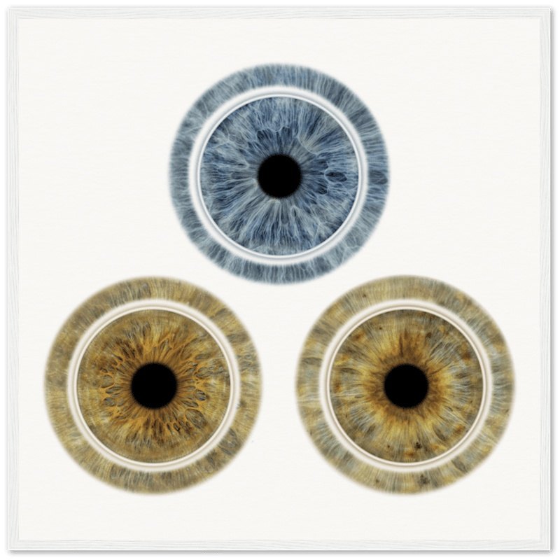 Trio of irises on white background, framed poster