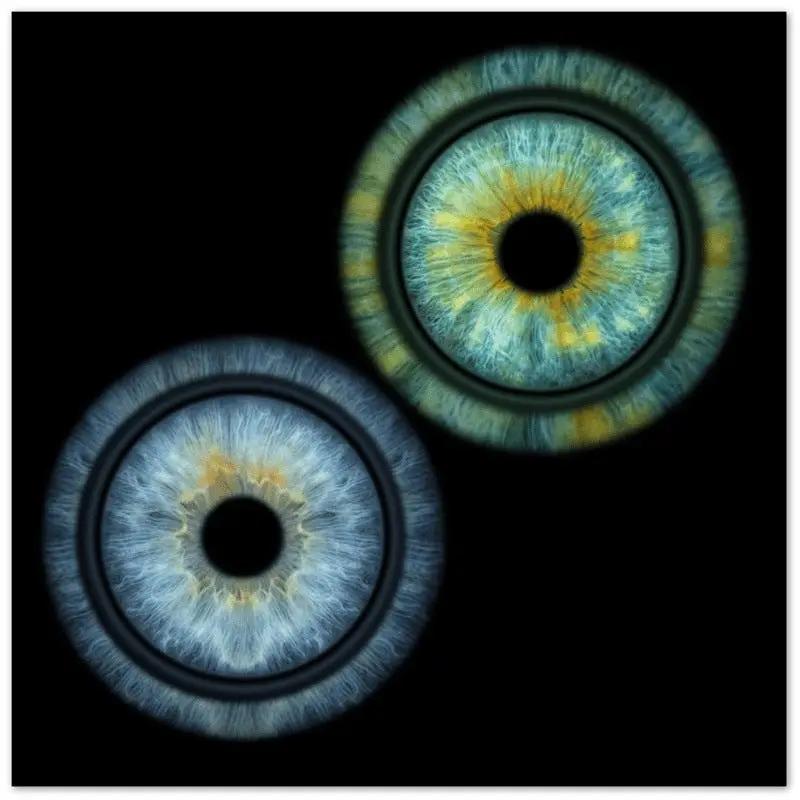 Vivid duo iris poster on black background