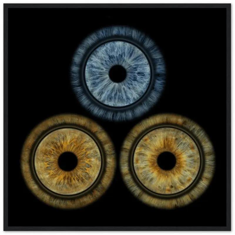 Trio of irises in black frame on dark background