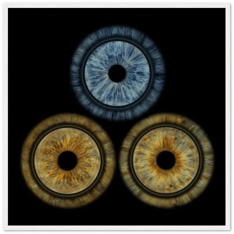 Trio of irises on black background, framed poster